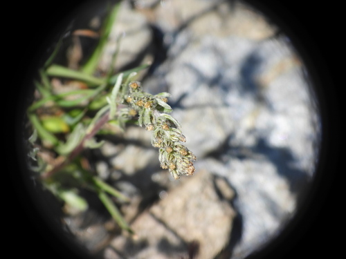 Artemisia genipi, photograph 1