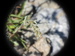 Artemisia genipi, photograph (c) Yves Bas, some rights reserved (CC BY)