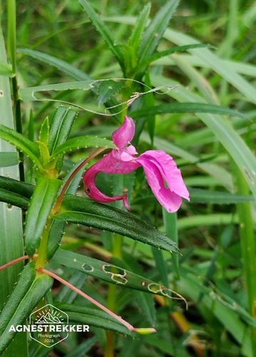 Impatiens chinensis