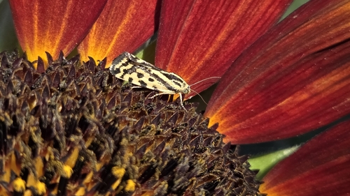 Spotted Sulphur