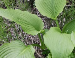 Hosta sieboldiana