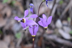Primula fassettii
