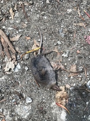 Sorex trowbridgii