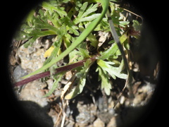 Artemisia genipi, photograph (c) Yves Bas, some rights reserved (CC BY)