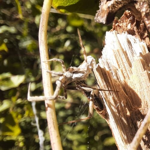 Walckenaer's Feather-legged Spider