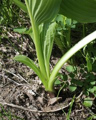 Hosta sieboldiana