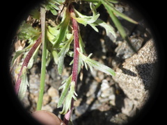 Artemisia genipi, photograph (c) Yves Bas, some rights reserved (CC BY)