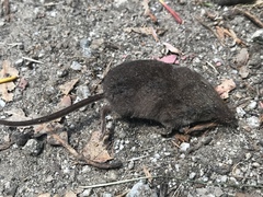 Sorex trowbridgii