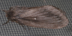 Gloveria sphingiformis