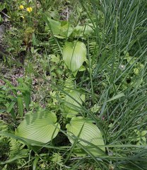 Hosta sieboldiana