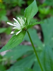 Asperula taurina