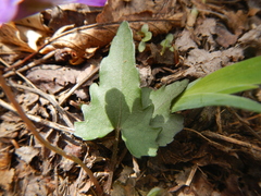 Viola sagittata