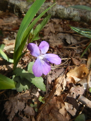 Viola sagittata