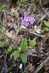 Primula fassettii