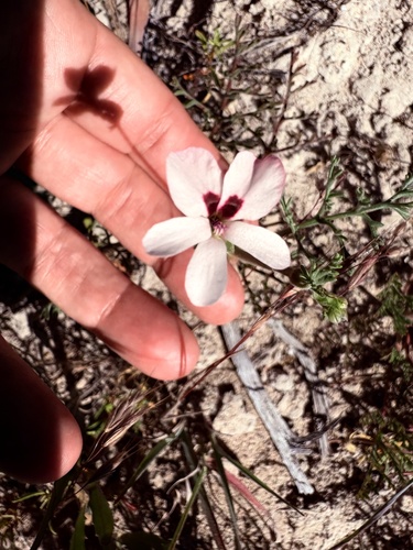 Pelargonium senecioides, photograph 6