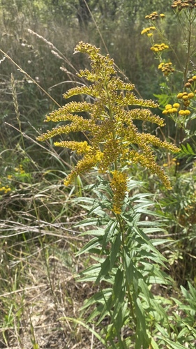 Canada goldenrod