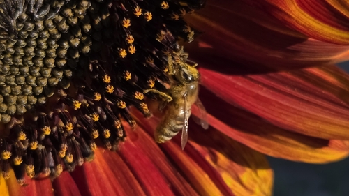 Western Honey Bee