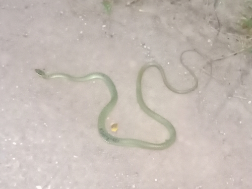 Golden Tree Snake