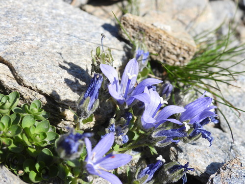 Campanula cenisia, photograph 5