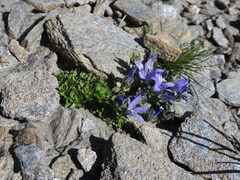 Campanula cenisia, photograph (c) Yves Bas, some rights reserved (CC BY)