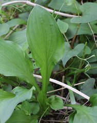 Hosta sieboldii