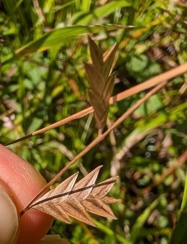 Chasmanthium nitidum observed 2026-08-22