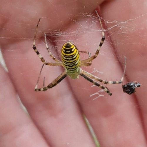 Wasp Spider