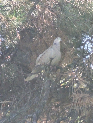 Eurasian Collared-Dove