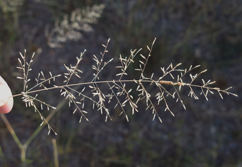 Eragrostis parviflora observed 2026-06-17