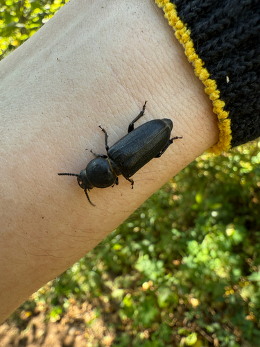 Black Longicorn Beetle