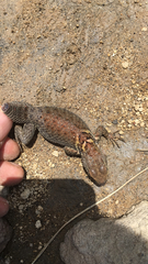 Sceloporus torquatus