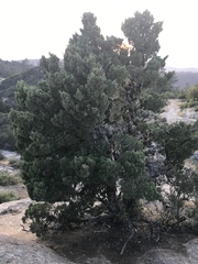 Cupressus abramsiana