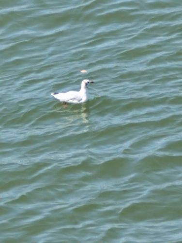 Black-headed Gull