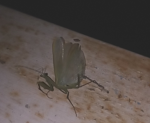 European Mantis