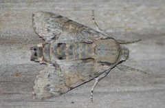 Cautethia