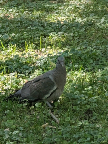 Common Wood-Pigeon