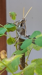 Schistocerca nitens