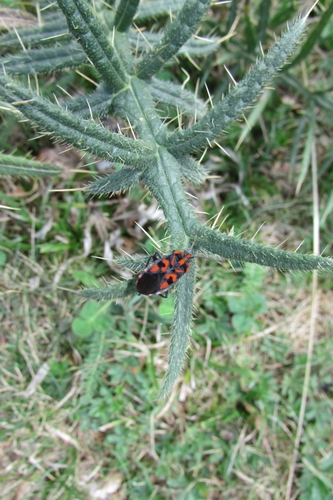 Spilostethus saxatilis