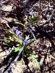 Cyanella hyacinthoides, photograph (c) Christina, some rights reserved (CC BY)