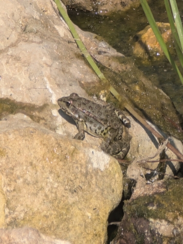 Marsh Frog