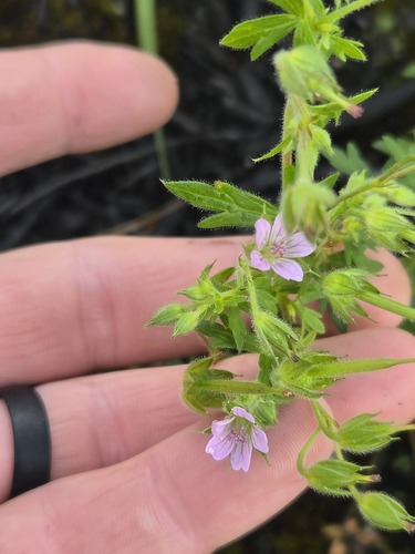 Geranium bicknellii, photograph 4