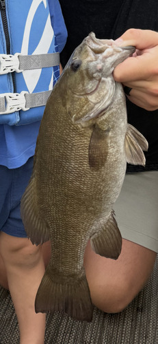 Smallmouth Bass
