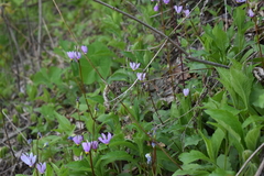 Primula fassettii
