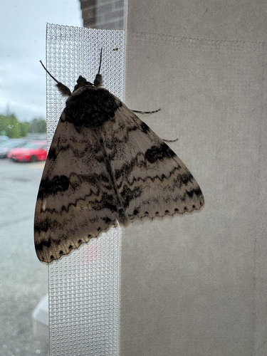 White Underwing