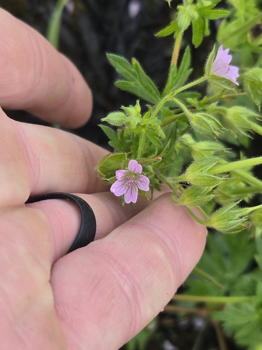 Geranium bicknellii, photograph 5