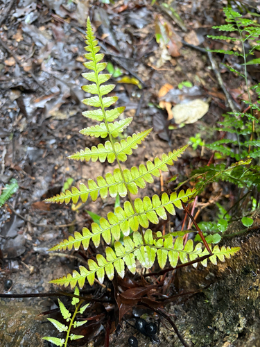 Dryopteris purpurascens observed 2026-08-23