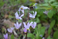 Primula fassettii