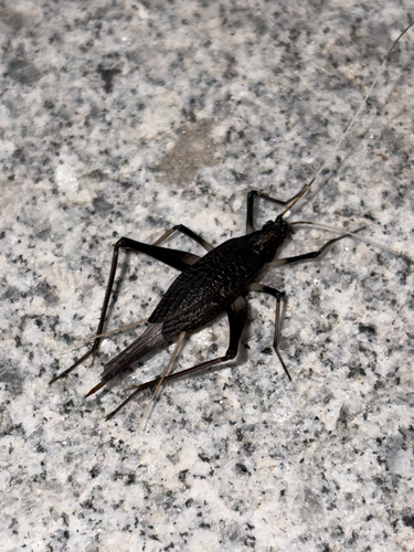 Asian Bell Cricket