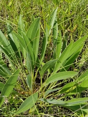 Echinacea angustifolia