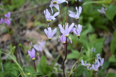 Primula fassettii